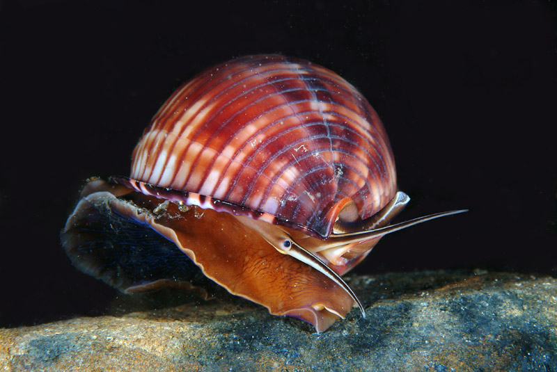 Phalium granulatum